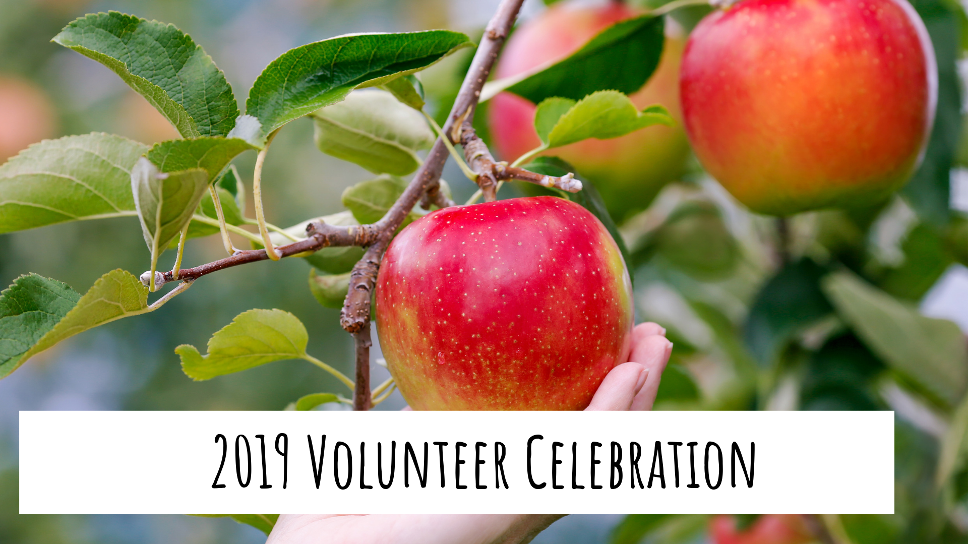 close up of a hand picking an apple from a tree with the words "2019 volunteer Celebration"